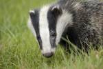 European Badger | www.guardianofgiria.com