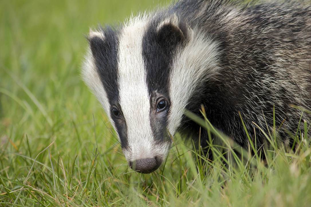 European Badger | www.guardianofgiria.com