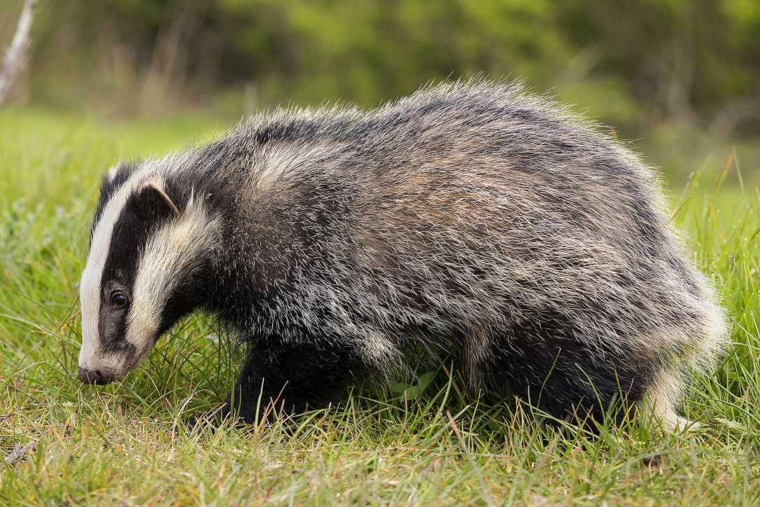 European Badger | www.guardianofgiria.com