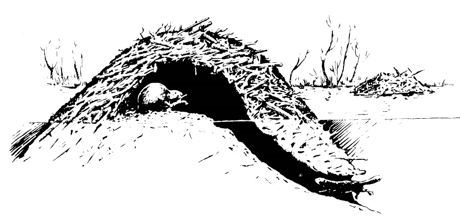 Beaver Lodge | www.guardianofgiria.com