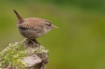 Eurasian Wren | www.guardianofgiria.com
