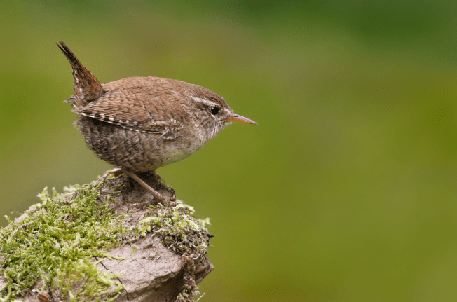 Eurasian Wren | www.guardianofgiria.com