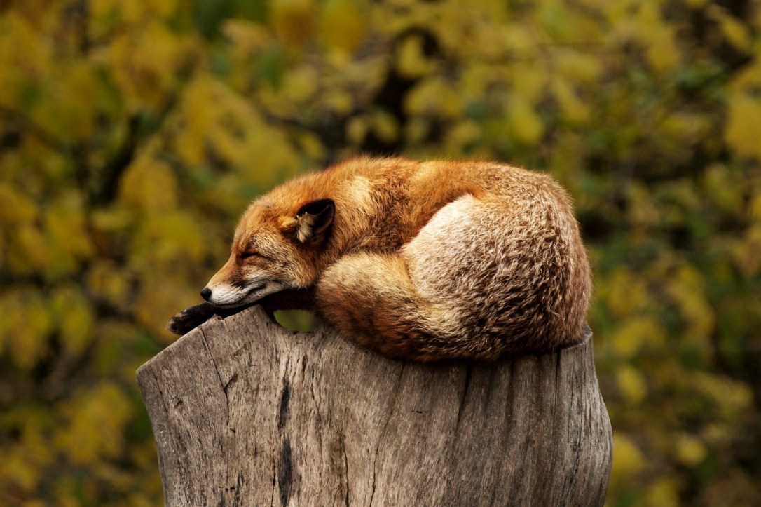 Red Fox | www.guardianofgiria.com