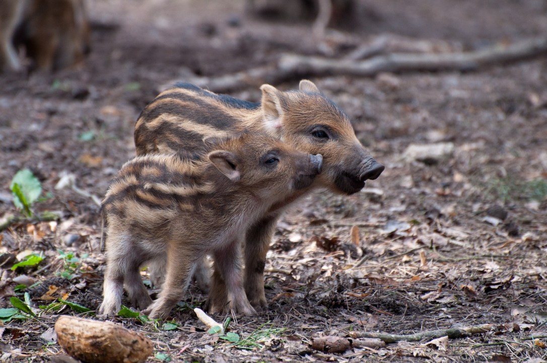 Wild Boar Piglets | www.guardianofgiria.com