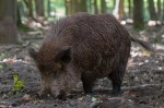 Wild Boar | www.guardianofgiria.com