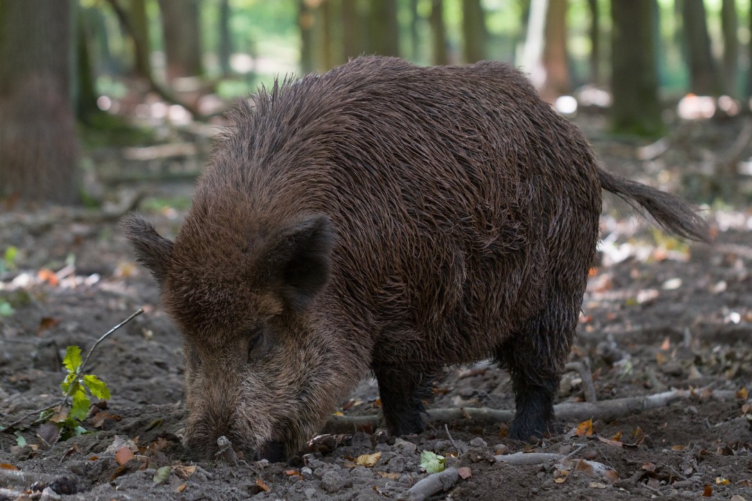 Wild Boar | www.guardianofgiria.com