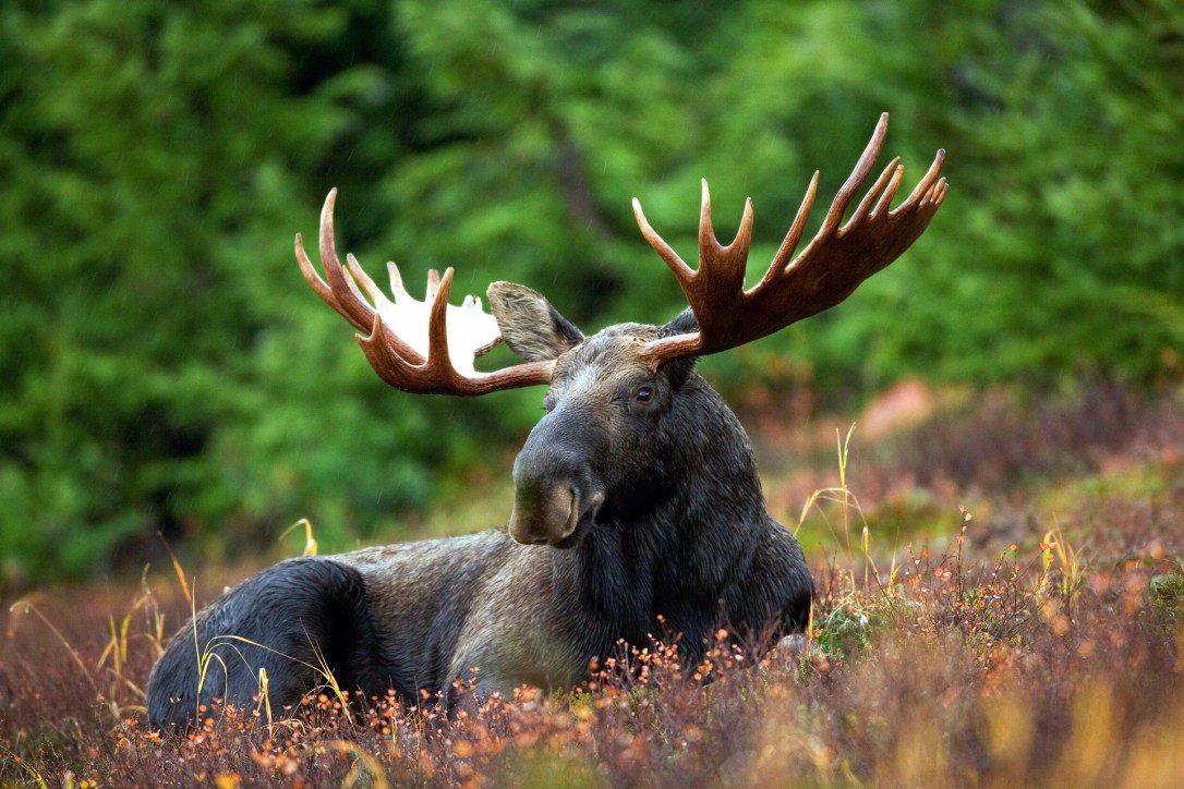 Eurasian Elk (Moose) | www.guardianofgiria.com
