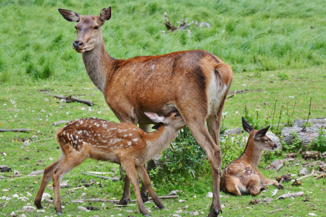 Red Deer Hind & Calves | www.guardianofgiria.com