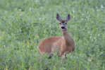 Roe Deer Doe | www.guardianofgiria.com