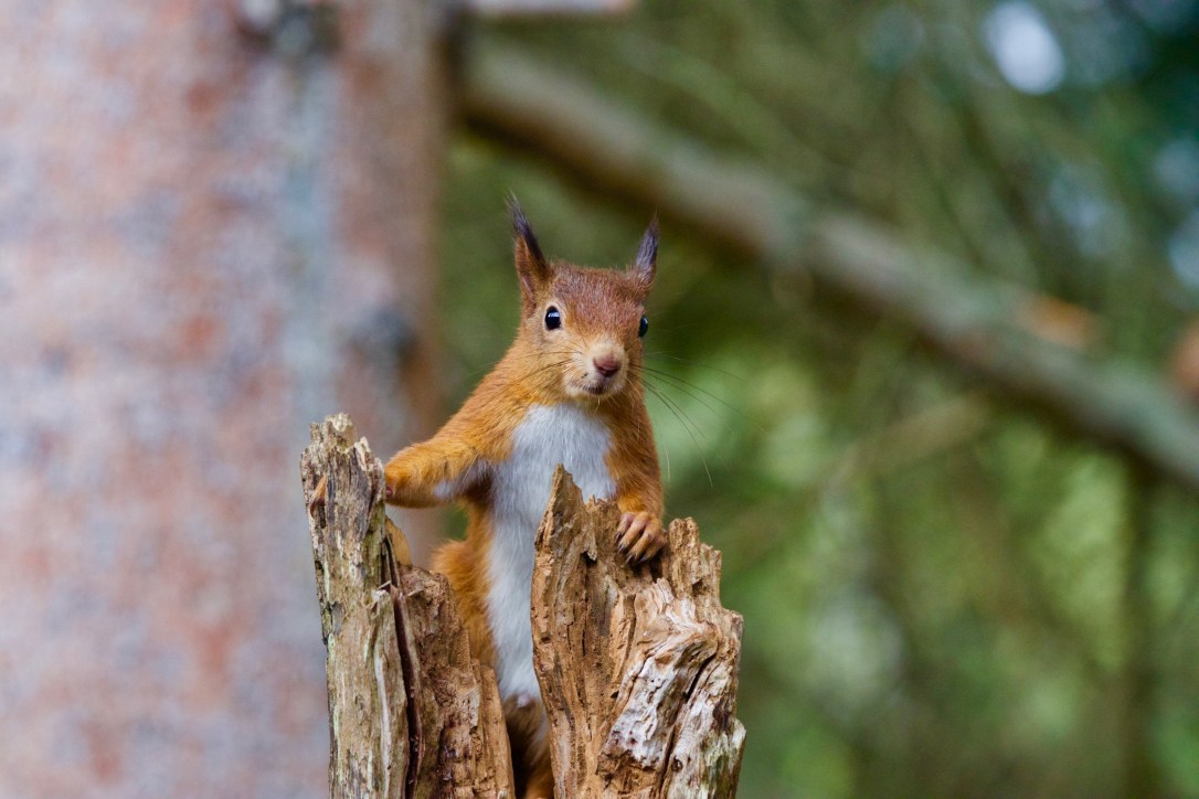 Red Squirrel | www.guardianofgiria.com