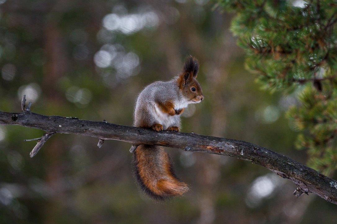Eurasian Red Squirrels | www.guardianofgiria.com