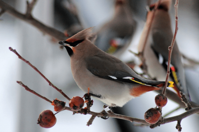 Bohemian Waxwing | www.guardianofgiria.com
