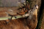 Red Deer Stag | www.guardianofgiria.com