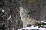 Gray wolf howling | www.guardianofgiria.com