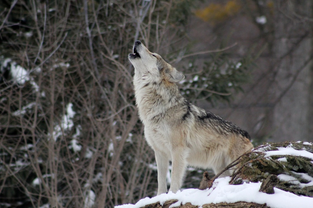 Gray wolf howling | www.guardianofgiria.com