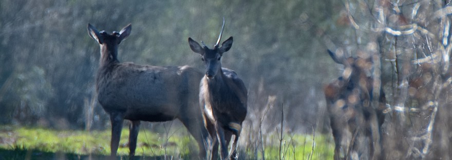 Red Deer Stags | www.guardianofgiria.com