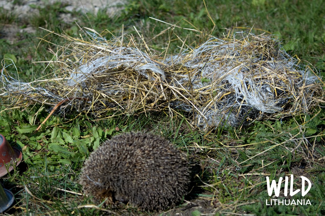 Hedgehog | www.junemolloy.com