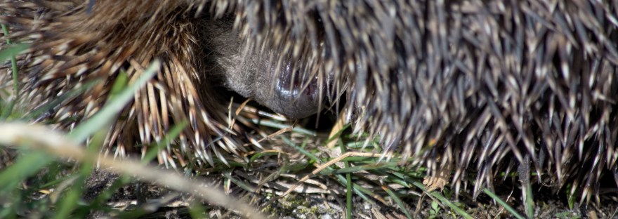 Hedgehog | www.junemolloy.com