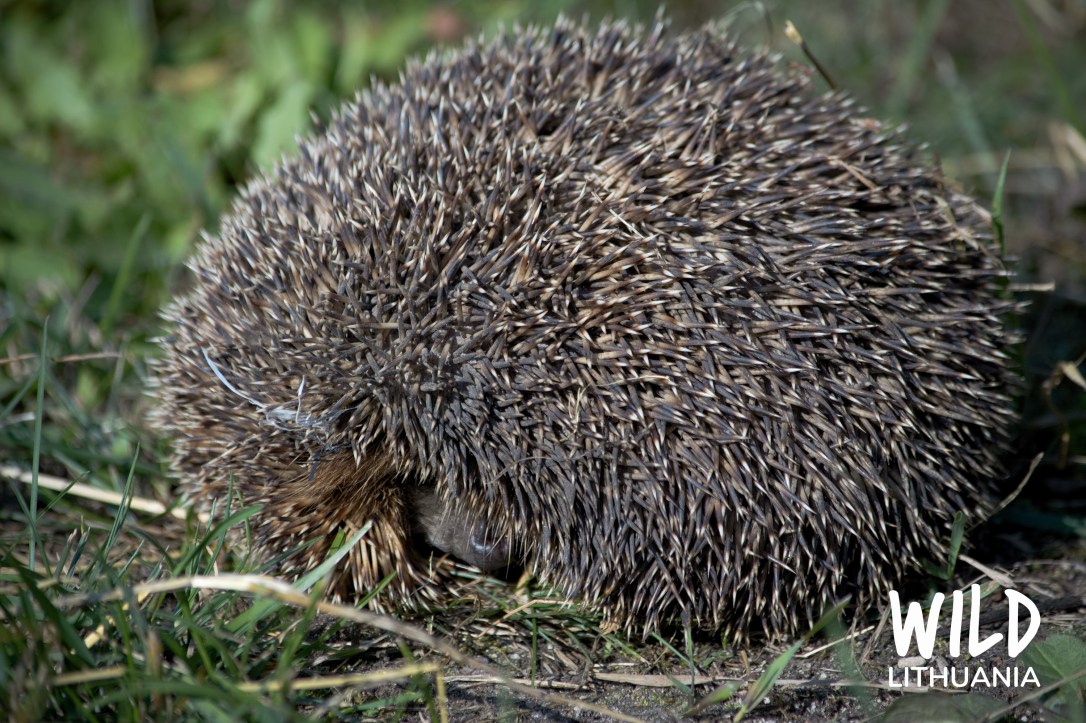 Hedgehog | www.junemolloy.com