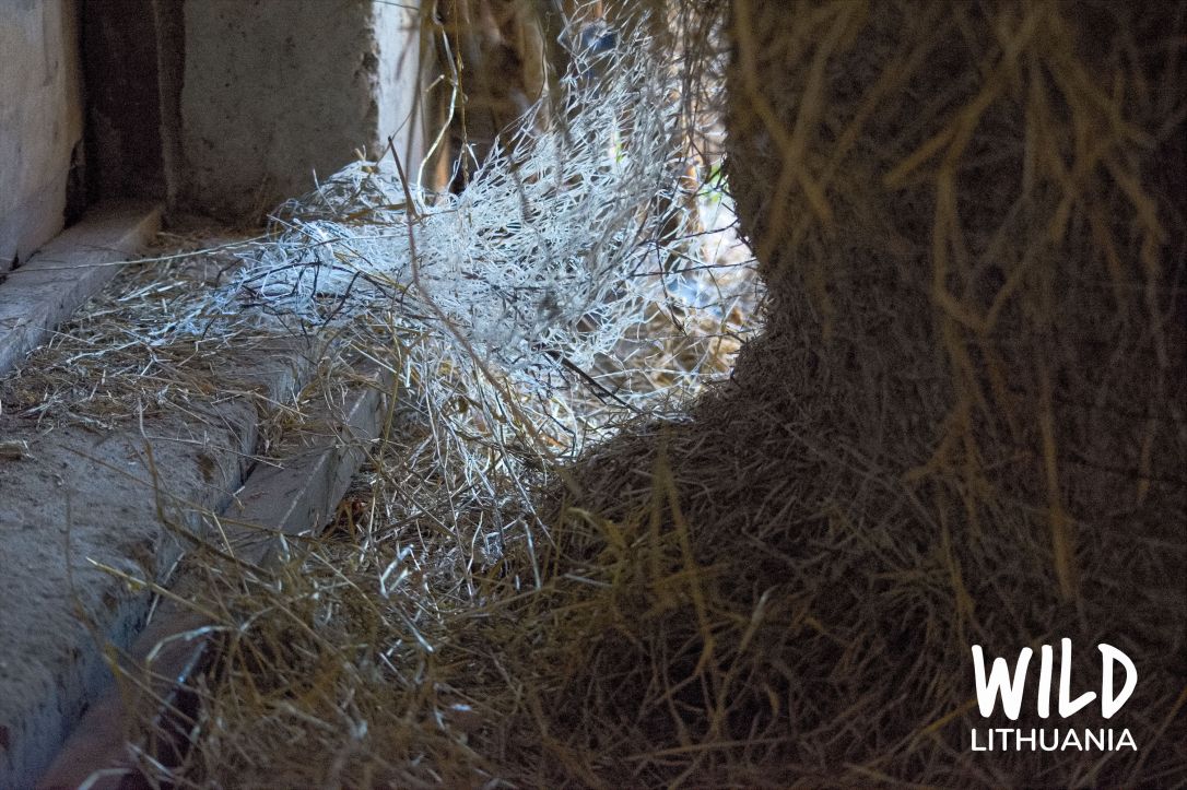 Hedgehog | www.junemolloy.com