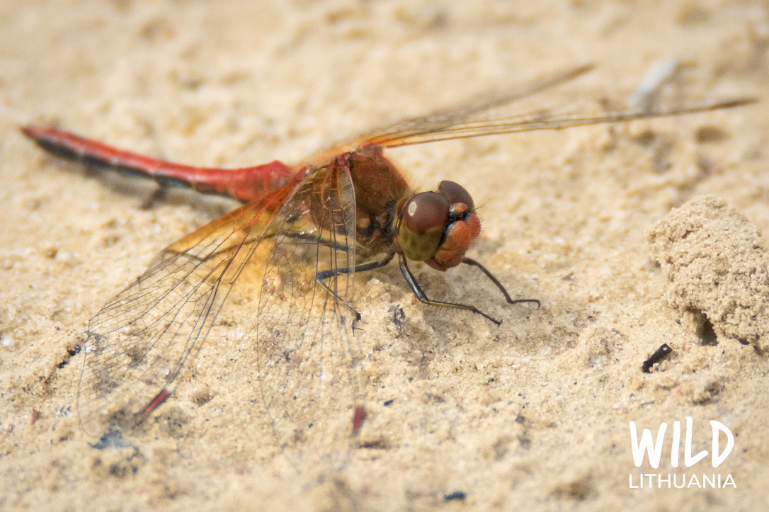 Ruddy Darter (Dragonfly) | www.junemolloy.com
