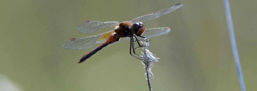 Ruddy Darter (Dragonfly) | www.junemolloy.com