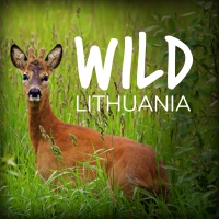Wild Lithuania | www.junemolloy.com