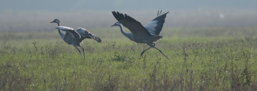 Common Cranes (Grus Grus) | www.junemolloy.com
