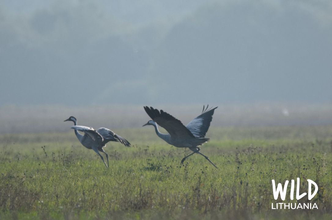 Common Cranes (Grus Grus) | www.junemolloy.com