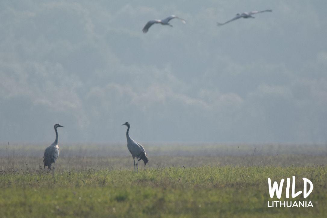 Common Cranes (Grus Grus) | www.junemolloy.com