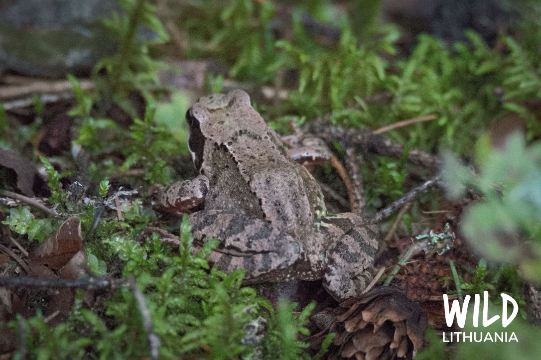 Common Frog | www.junemolloy.com