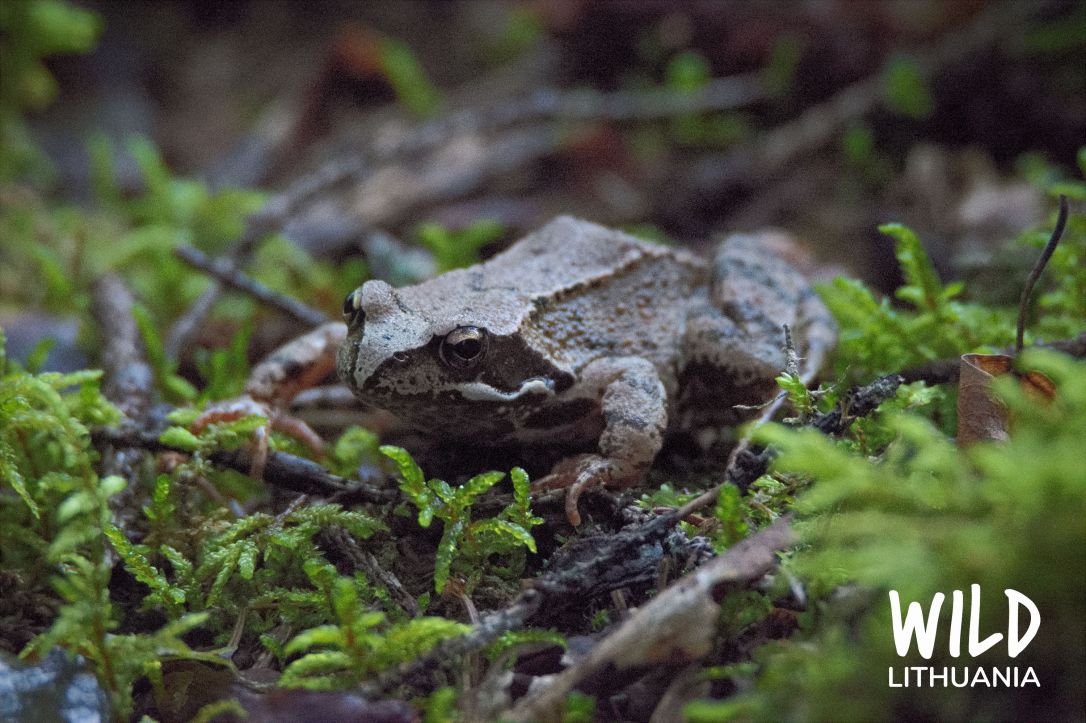 Common Frog | www.junemolloy.com