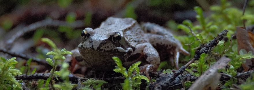 Common Frog | www.junemolloy.com