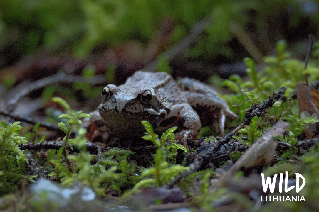 Common Frog | www.junemolloy.com