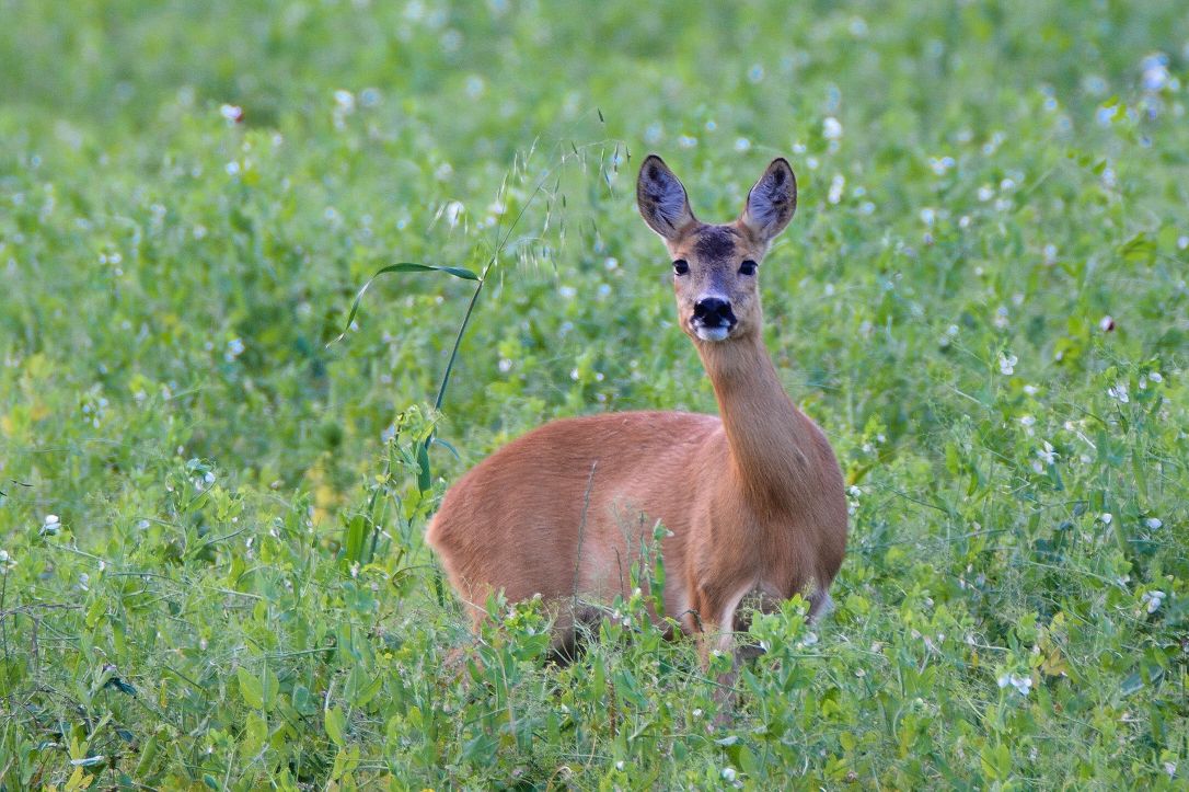 Roe Deer Doe | www.guardianofgiria.com