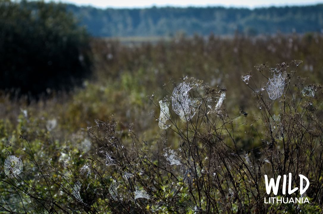 Sparkling Spider's Web | www.junemolloy.com