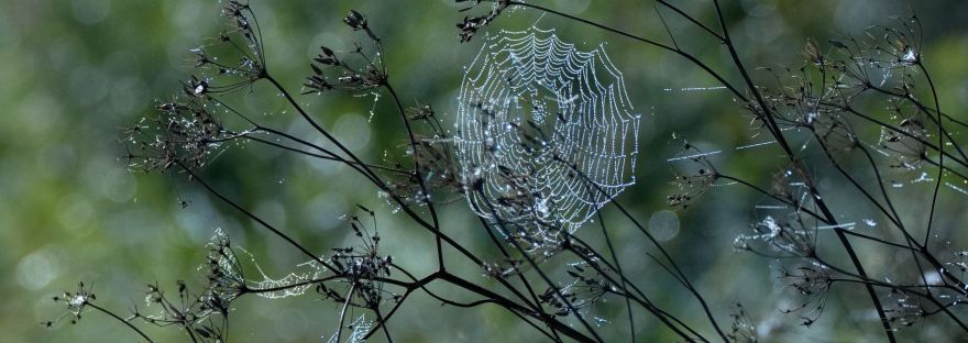 Sparkling Spider's Web | www.junemolloy.com