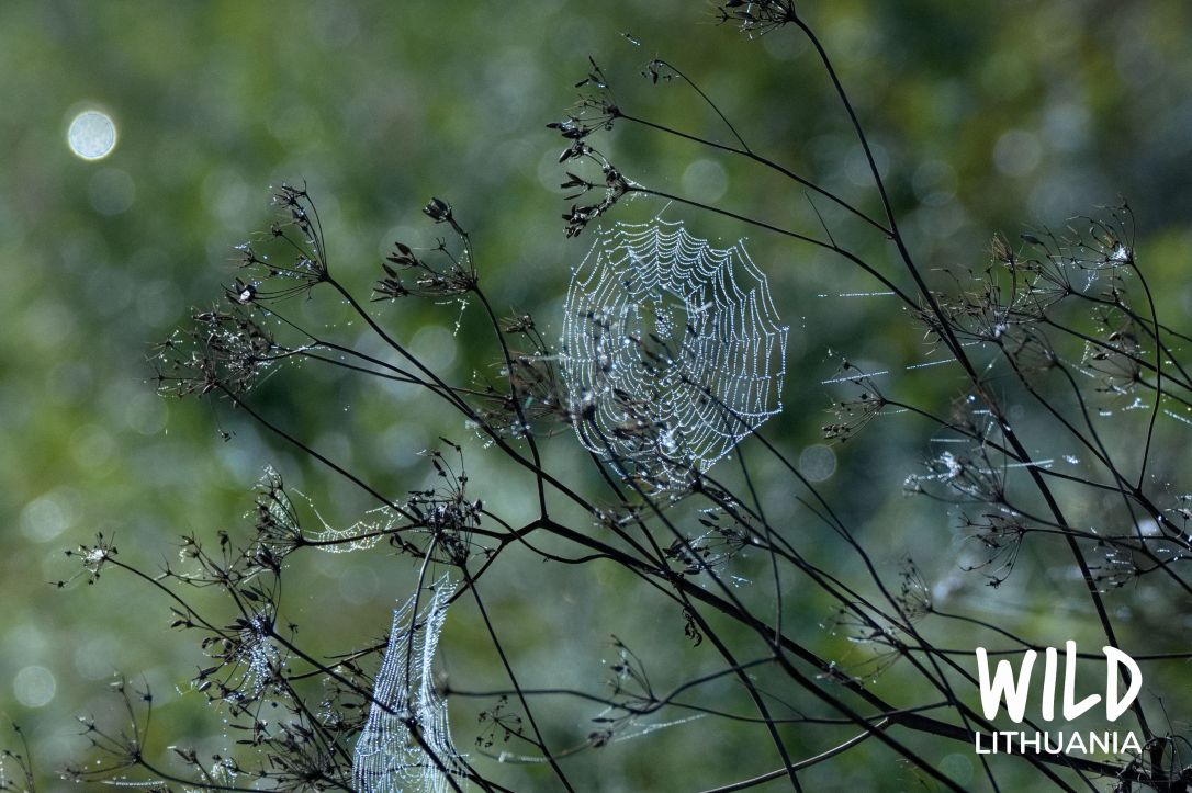 Sparkling Spider's Web | www.junemolloy.com