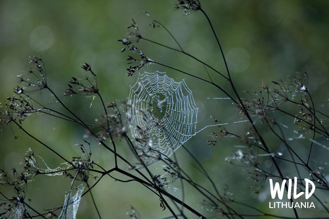 Sparkling Spider's Web | www.junemolloy.com
