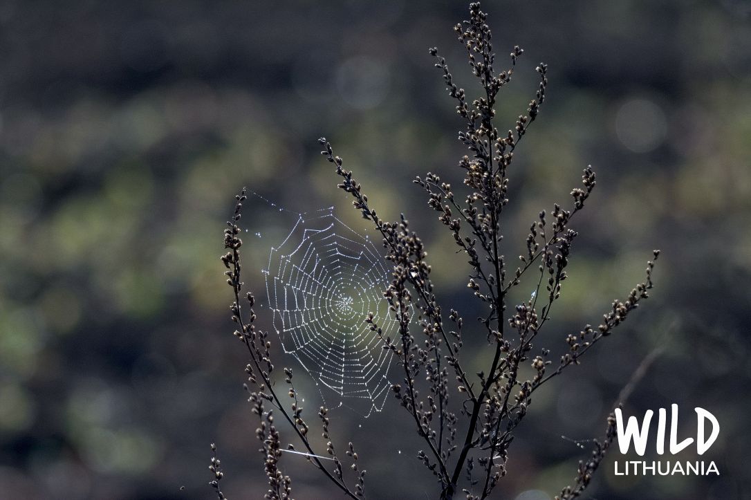 Sparkling Spider's Web | www.junemolloy.com