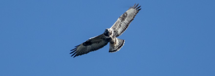 Common Buzzard | www.junemolloy.com