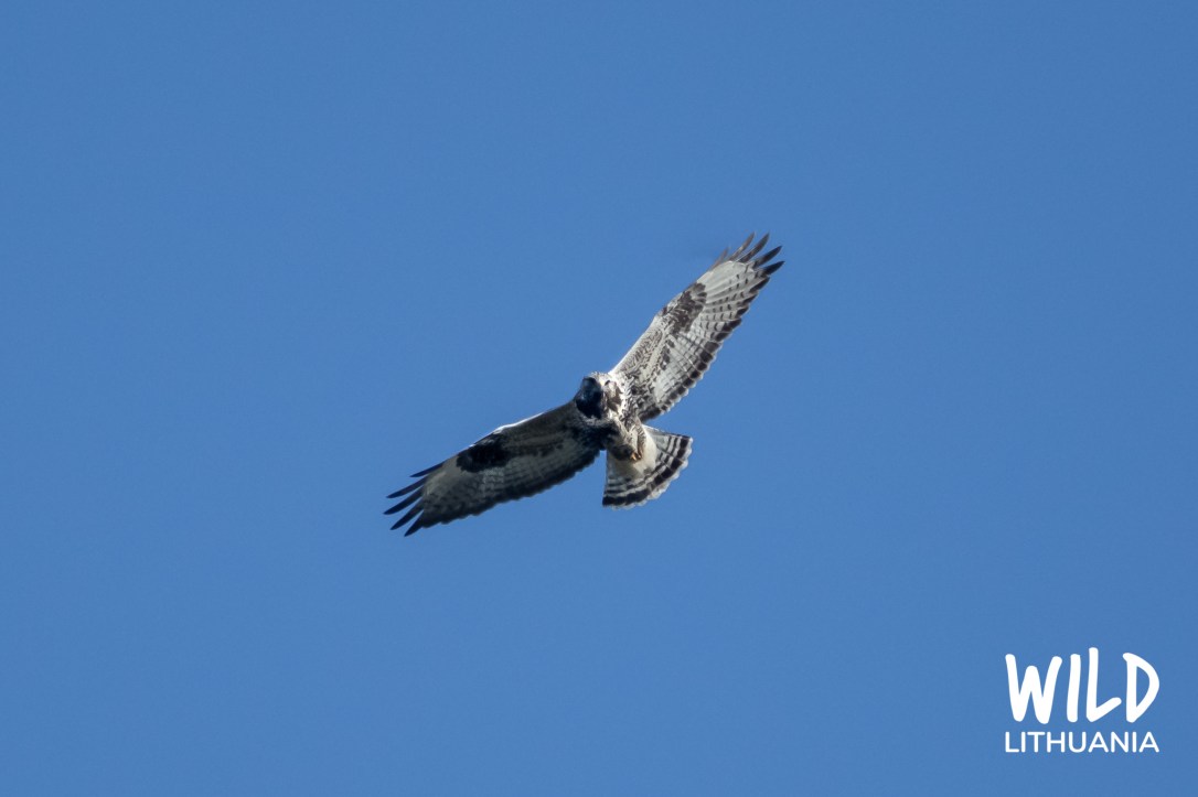 Common Buzzard | www.junemolloy.com