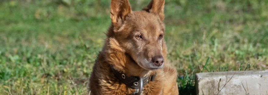 Džekis (Jekis) | www.junemolloy.com