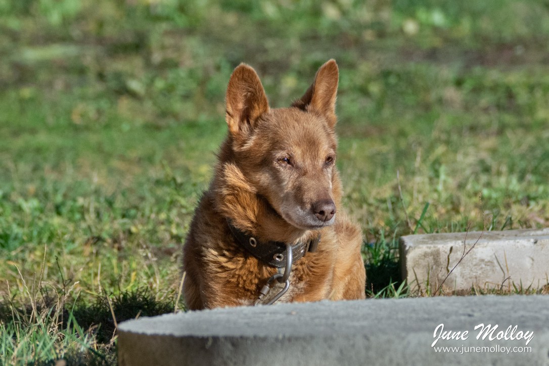 Džekis (Jekis) | www.junemolloy.com