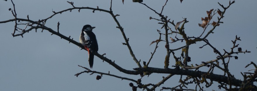Great spotted woodpecker | www.junemolloy.com