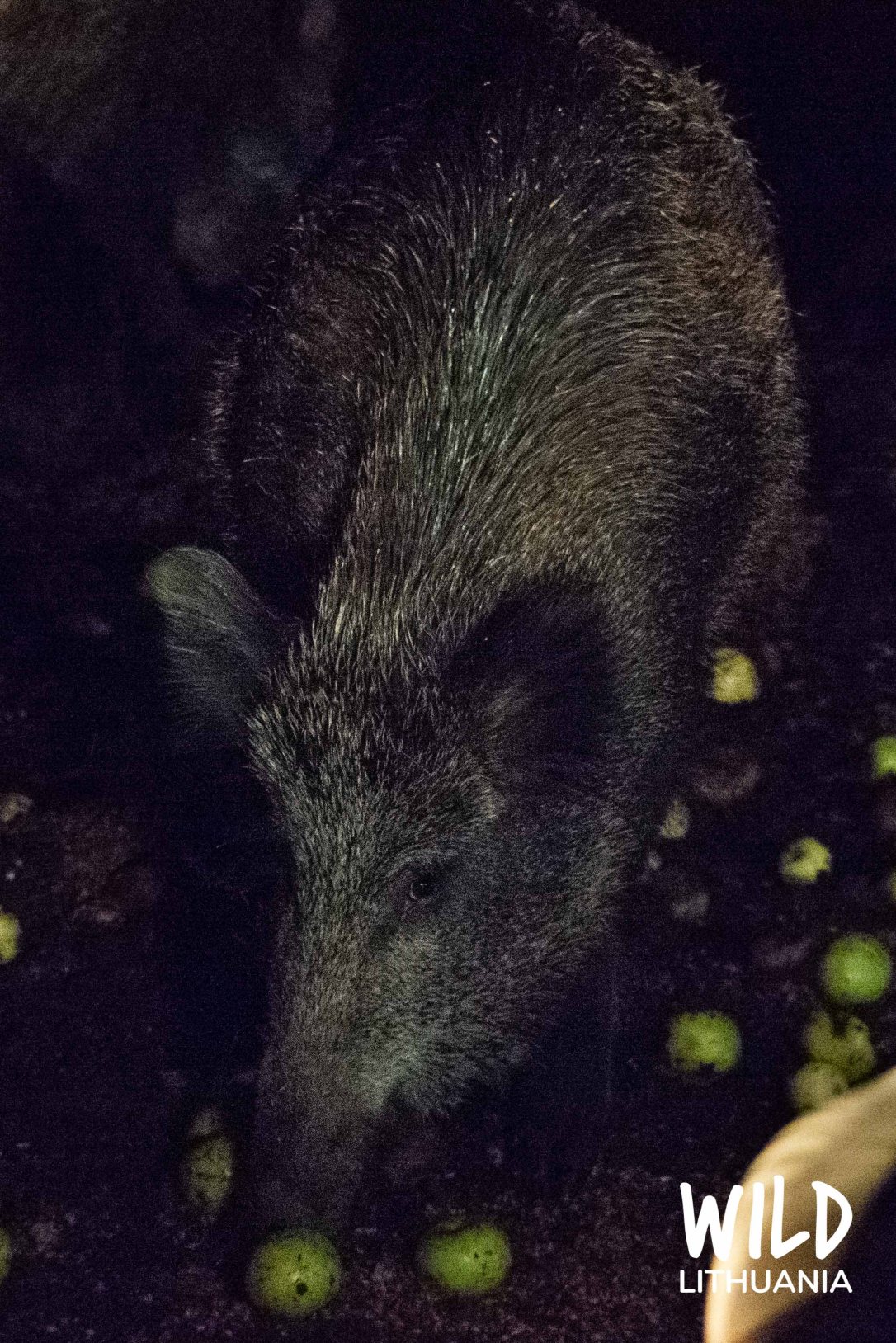 Wild Boar Nighttime Feeding, Lithuania | www.junemolloy.com