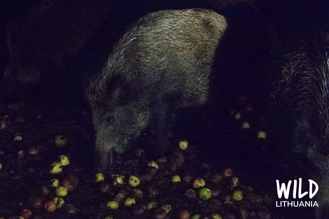 Wild Boar Nighttime Feeding, Lithuania | www.junemolloy.com