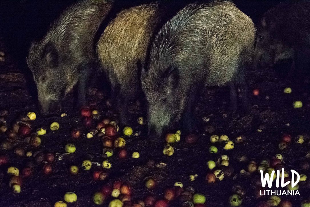 Wild Boar Nighttime Feeding, Lithuania | www.junemolloy.com