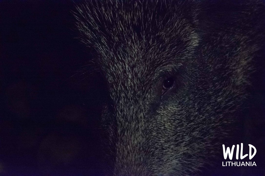 Wild Boar Nighttime Feeding, Lithuania | www.junemolloy.com