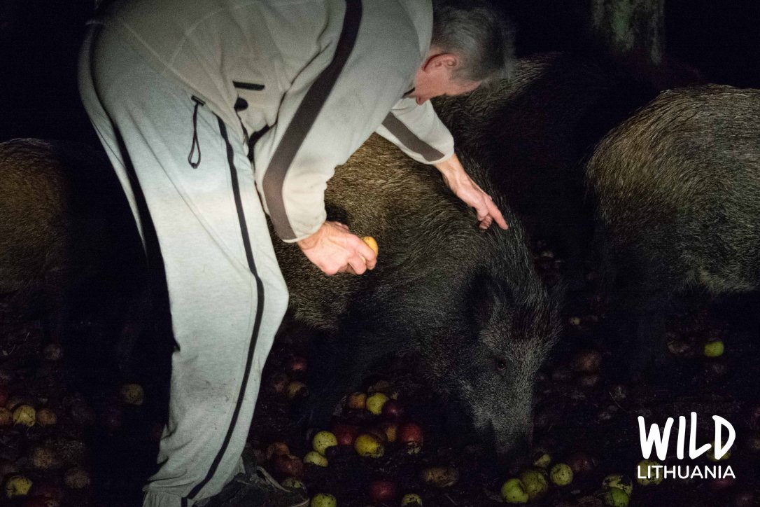 Wild Boar Nighttime Feeding, Lithuania | www.junemolloy.com